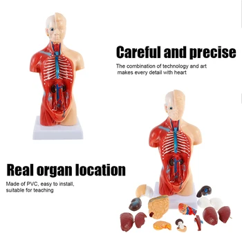 Den menneskelige Krop Krop Model 4D Organer Uddannelse Samling Model Menneskelige anatomi indre organer mand kvinde torso anatomisk model Hot