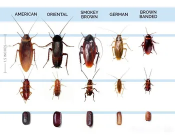 5pcs/meget Stærk tiltrækning Kakerlak Medicin 10g Gel Agn Fælde Ugiftige Effekter Insekticid Sprøjtning Venlig Skadedyrsbekæmpelse