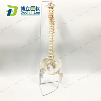 85cm Fleksibel Menneskelige Rygsøjlen med Femur Columna Vertebrale Kurve Anatomiske Model Anatomi Rygsøjlen Medicinsk pædagogisk Redskab