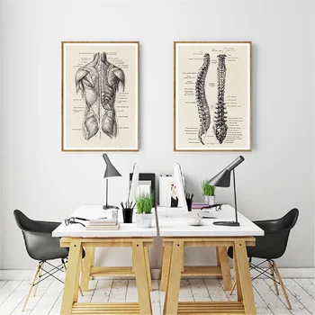 Den menneskelige Anatomi Kunst Medicinsk Skelet Vintage Lærred Malerier, Plakater og Prints Væg Kunst Billede til stuen Home Decor