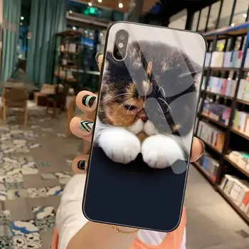 Sød kat farverige øjne Blød Gummi Telefon Dække Hærdet Glas Til iPhone 11 Pro XR XS MAX 8 X 7 6S 6 Plus SE 2020 sag