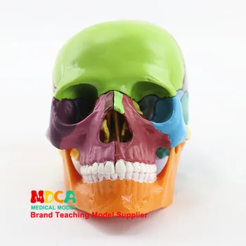 1:2 den menneskelige Farverige Kranie Model Hoved Bone Biology Anatomiske model for Medicinsk undervisning udstyr Attrap, 15 Dele