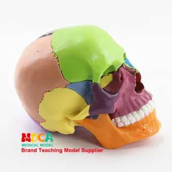 1:2 den menneskelige Farverige Kranie Model Hoved Bone Biology Anatomiske model for Medicinsk undervisning udstyr Attrap, 15 Dele