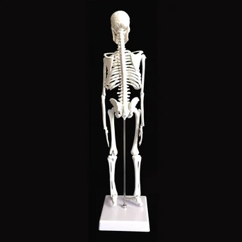 Fleksibel 45cm Menneskelige Anatomiske Anatomi Skelet Model Anatomi Kraniet Skulptur Hoved, Krop Model Muskel, Knogle Kunstner