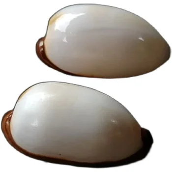 7-9cm Naturlige prøvetagning fine conch sneglen hvid porcelæn snegl