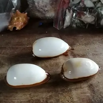 7-9cm Naturlige prøvetagning fine conch sneglen hvid porcelæn snegl